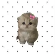 ににの画像