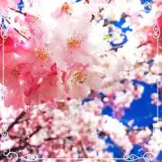サチの画像
