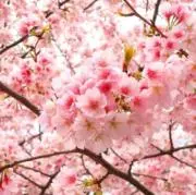 Sakuraの画像