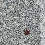 Kamomeの画像