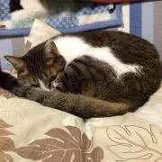 まさこ