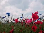 naoの画像