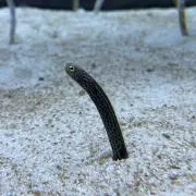 もふの画像