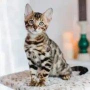 kuuchan