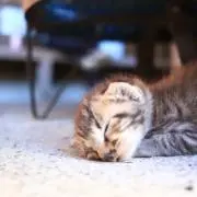 まるの画像