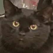 黒猫製作所