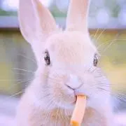 shion プロフ必読の画像