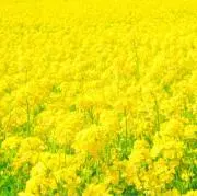coco32⭐︎の画像