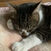 猫丸ฅ•ω•ฅ
