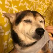 Kokiの画像