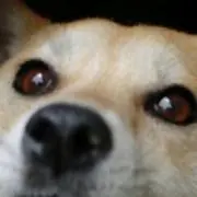 Akina