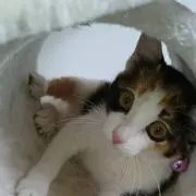 りんちゃん(^-^)