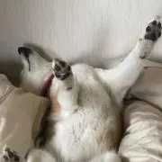 もえひむの画像