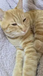 に。の画像