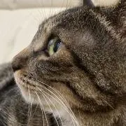 香麦の画像