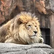とめぞうの画像