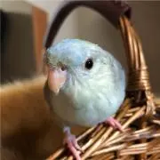 アクア