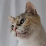 はるもか