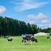 はるの画像
