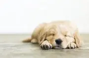 gooの画像