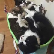 リュウ