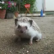 あられの画像
