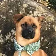 ポップの画像