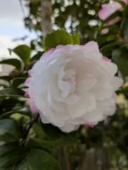 あ～たむ(プロフ必読)の画像