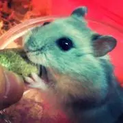 みつ