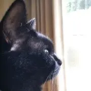 misa
