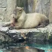 かぴばらくんの画像