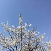 カレーライスの画像