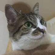 はな