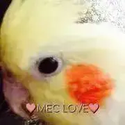 MEC LOVEの画像