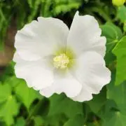 ブナの画像