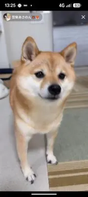 こまめたぬきの画像