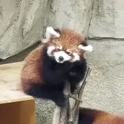 たぬき♪の画像