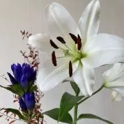 ちびの画像