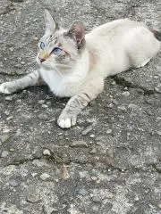 ねこの画像