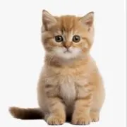 occhipaisenの画像