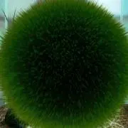 まりも君