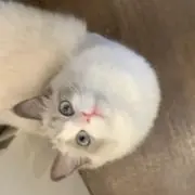 ききの画像
