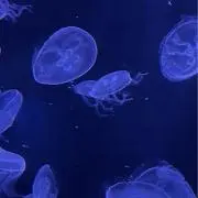 みぃ。の画像