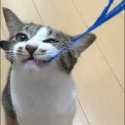 sennkyochuの画像