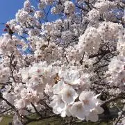 にこちゃん:D