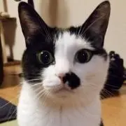 まおちゅー