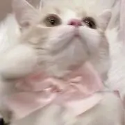ねむの画像