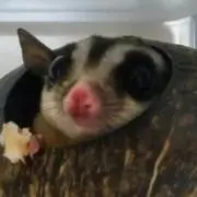 ゆこの画像