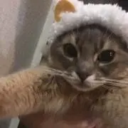 chicoの画像