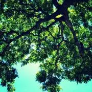 Omichiの画像